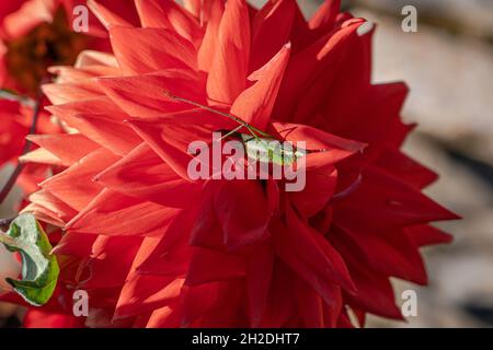 Sauterelle reposant sur un Dahlia. Banque D'Images