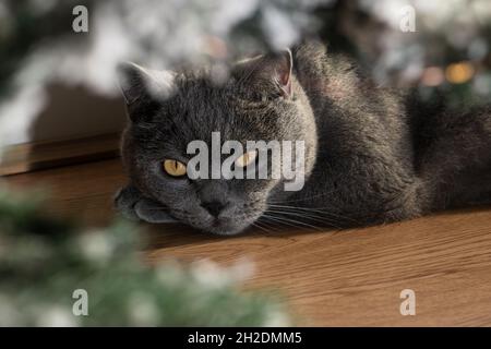 Chat de shorthair britannique sous l'arbre de noël Banque D'Images