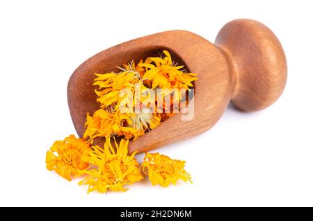 Fleurs de calendula séchées dans une cuillère en bois, isolées sur fond blanc. Pétales de Calendula officinalis. Herbes médicinales. Banque D'Images