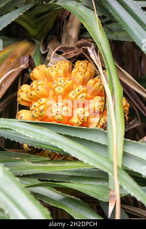 Le pandan tropical ou pandanus (Pandanus tectorius) qui pousse à partir de palmiers qui poussent sur l'île de Taiwan Banque D'Images