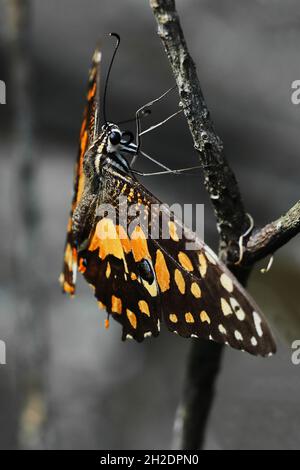 papillon de chaux adulte plus âgé (paprilio demolus) dans une forêt tropicale en inde Banque D'Images