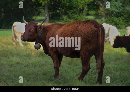 Vache Salers avec ses grandes cornes et une cloche, dans sa prairie Banque D'Images
