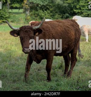 Vache Salers avec ses grandes cornes et une cloche, dans sa prairie Banque D'Images