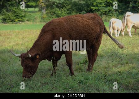Vache Salers avec ses grandes cornes et une cloche, dans sa prairie Banque D'Images