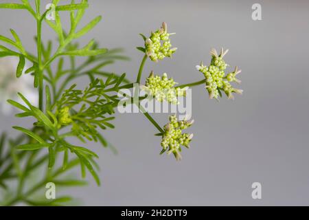 Coriandre (Coriandrum sativum) aussi appelée coriandre ou persil chinois, en fleur. Banque D'Images