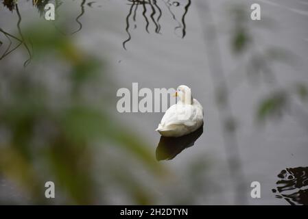 Canard blanc sur un lac sur une réserve naturelle à Staffordshire, Angleterre, Royaume-Uni, en automne Banque D'Images