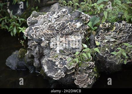 Turkey tail Bracket champignon (Coriolus versicolor) (Polyporus versicolor) couvrant un lamelle en décomposition dans un étang à Staffordshire, Royaume-Uni en octobre Banque D'Images