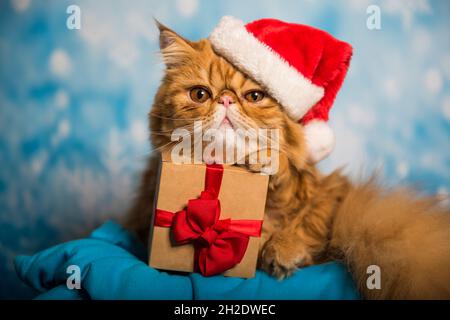 Chat persan rouge en chapeau de Père Noël rouge à Noël Banque D'Images