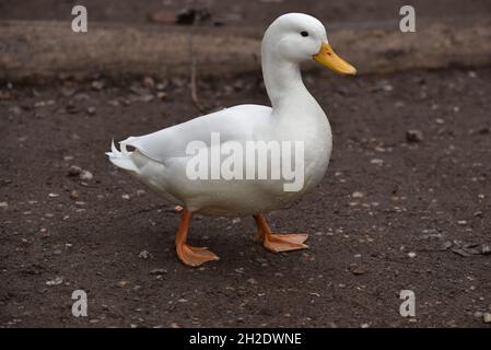 Gros plan, profil droit, corps entier, Portrait d'un canard blanc marchant de gauche à droite de Shot sur une surface boueuse au Royaume-Uni en octobre Banque D'Images