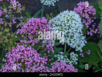 Formes rouge et blanche de valériane rouge, rubère Centranthus, sur le bord de la route.Naturalisé au Royaume-Uni. Banque D'Images