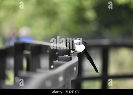 Black-Bt Magpie (Pica pica) a roulé vers l'avant, regardant dans la caméra, d'un garde-corps dans un parc dans le Staffordshire en octobre Banque D'Images