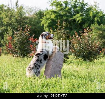 chien berger australien de race pure lors d'une promenade dans le parc le jour d'été Banque D'Images