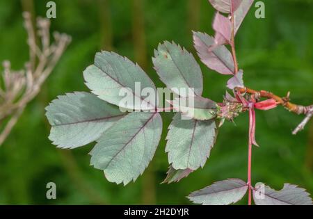 Feuilles de Rose rouge, Rosa glauca. Banque D'Images