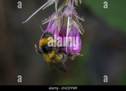 Jardin Bumblebee, Bombus hortorum, visite des fleurs de Comfrey.Dorset. Banque D'Images