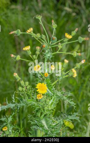 Chardon-truie, Sonchus asper, en fleurs et en fruits, sur les déchets. Banque D'Images