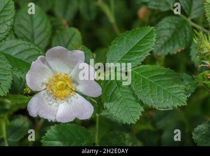 Un chien-rose, Rosa corymbifera, en fleur à Purbeck, Dorset. Banque D'Images