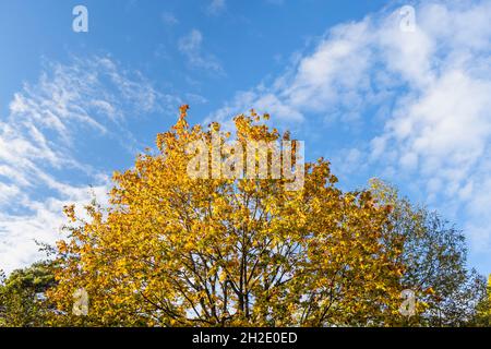 Un sycomore (Acer pseudoplatanus) couronne d'automne jaune doré feuilles sous un ciel bleu avec des nuages en automne à Surrey, dans le sud-est de l'Angleterre Banque D'Images