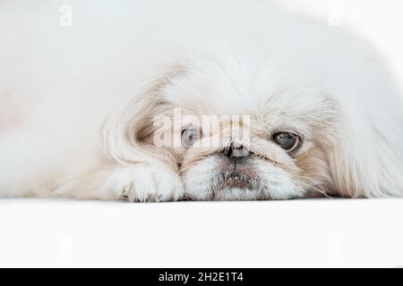 Un chien pékinois isolé sur fond blanc tourné en studio Banque D'Images