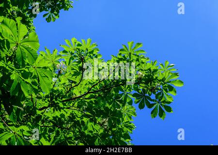 Petites feuilles vertes fraîches et fleurs blanches et bourgeons sur les branches d'un arbre de châtaignier, dans un jardin dans un beau jour de printemps, belle ba extérieure monochrome Banque D'Images