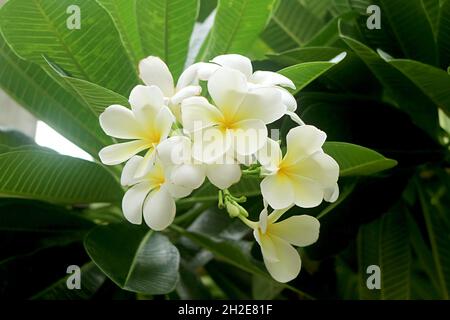 Bouquet de superbes fleurs frangipani blanches fleurir sur l'arbre Banque D'Images