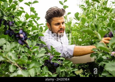 Jardinier indien cueillant des prunes mûres dans le jardin Banque D'Images