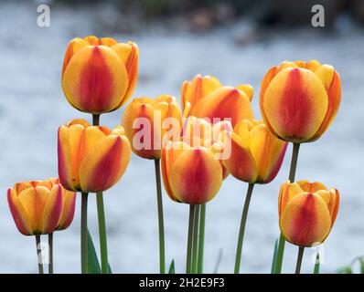 beaucoup de tulipe rouge orangé fleurit en arrière-plan clair Banque D'Images