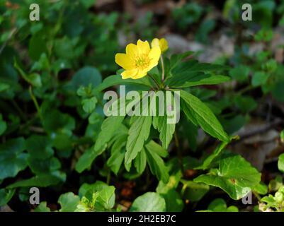 Anémone de bois jaune - fleurs des vents qui poussent et fleurissent dans la forêt printanière, pendant la journée ensoleillée, entourée d'une végétation luxuriante, Banque D'Images