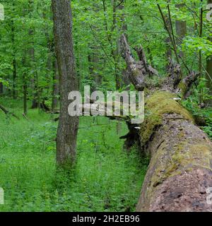 Tronc d'arbre tombé recouvert de mousse verte avec des racines au sol dans la forêt printanière, entouré d'une végétation verte Banque D'Images