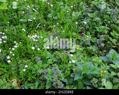 Diverses espèces de plantes aux fleurs pourpres, violettes, jaunes et blanches fleurissent dans la forêt printanière Banque D'Images