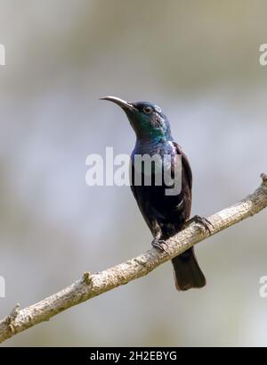 Photo de stock de sunbird (Male) violet. Banque D'Images