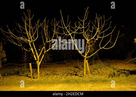 Groupe d'arbres flétrit et séché branche en prenant la photo milieu de la nuit comme une scène de film d'horreur avec la foudre par les feux de rue Banque D'Images
