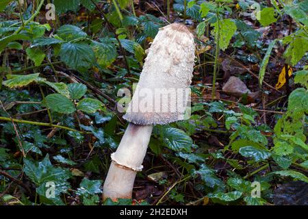 Voici un exemple géant du champignon Coprinus comatus (capsule d'encre déchiqueante).La photo a été prise dans une forêt du nord du pays de Galles. Banque D'Images