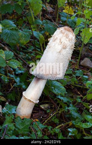 Voici un exemple géant du champignon Coprinus comatus (capsule d'encre déchiqueante).La photo a été prise dans une forêt du nord du pays de Galles. Banque D'Images