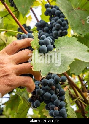 Belle photo en gros plan d'un homme moissonnant des raisins bleus de la vigne; agriculture Banque D'Images