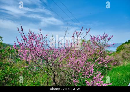 arbre judas (cerdis siliquastrum) et sa magnifique couleur rose dans la nature avec magnifique ciel bleu fond à Bursa pendant la journée ensoleillée. Banque D'Images