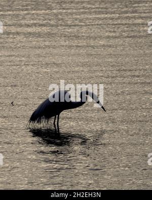 Un héron solitaire (Ardea alba) en silhouette hante pour le dîner au crépuscule.Setauket Harbour, New York. Banque D'Images