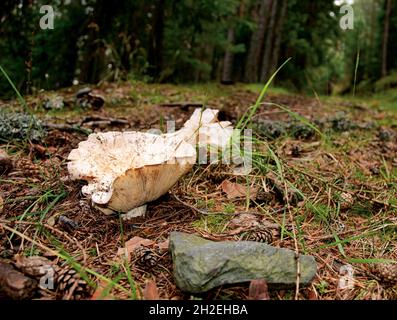 Gros plan de gros champignons laitagariques non comestibles (Lactarius vellereus) dans la forêt. Banque D'Images