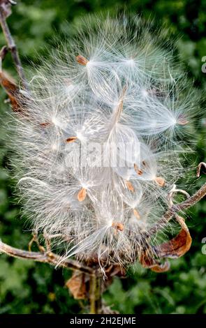 Les graines de laitoued (Asclepias tuberosa) soufflées par le vent et prêtes à être transportées en suspension dans l'air.Gros plan.Copier l'espace. Banque D'Images