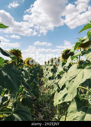 Gros plan sur les tournesols. Soleil champ de fleurs sur une journée ensoleillée, photo du sol. Banque D'Images