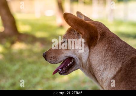 Un chien de rue debout seul avec une expression joyeuse vue rapprochée Banque D'Images