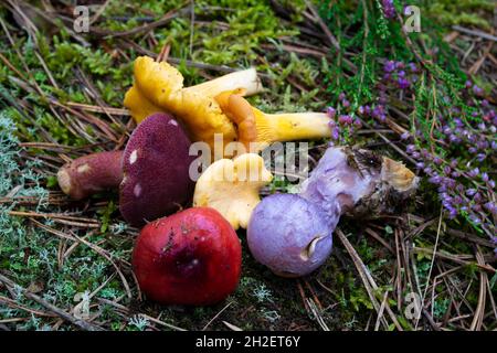 Champignons colorés de Biélorussie, mélanger dans une forêt Banque D'Images