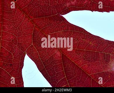 Gros plan d'une feuille d'érable rouge (Acer) rétro-éclairée sur fond blanc Banque D'Images