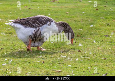 Gros plan d'une oie égyptienne mangeant un grain Banque D'Images