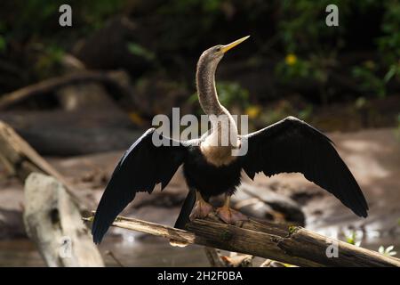 Un anhinga, ou snakebird, bains de soleil pour sécher ses ailes après la chasse pour le poisson.Elle le fait après la pêche car ses ailes ne sont pas étanches. Banque D'Images