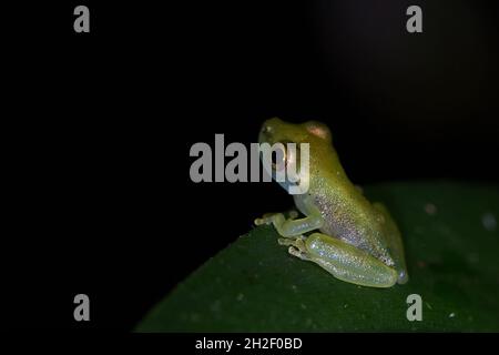 Une grenouille d'arbre à lit rouge juvénile, perchée sur une feuille à Puerto Viejo de Sarapiqui, au Costa Rica Banque D'Images