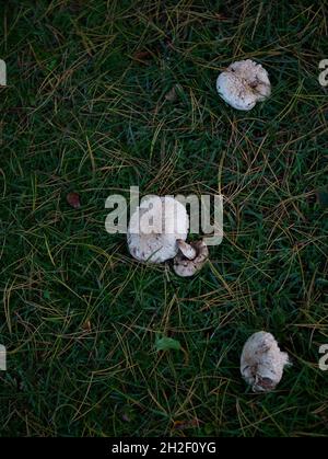 Tabourets de crapaud vus en croissance dans l'herbe en automne. Banque D'Images