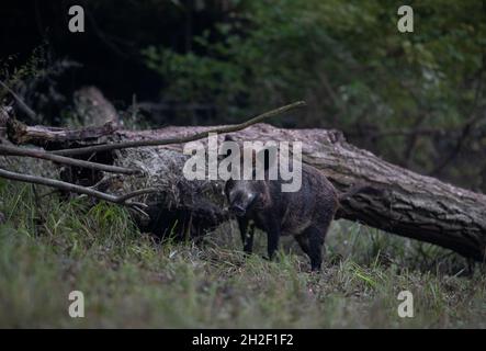 Sanglier (sus scrofa ferus) debout en forêt. Faune dans l'habitat naturel Banque D'Images