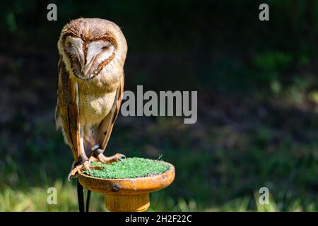 Barn Owl, tyto alba, se dresse sur un stand dans le jardin Banque D'Images