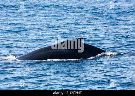 Une baleine à bosse dans les aires de reproduction et de vêlage de la baie de Samana, en République dominicaine. Banque D'Images