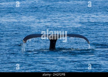 Une baleine à bosse lève sa queue tout en plongeant dans la baie de Samana, en République dominicaine. Banque D'Images